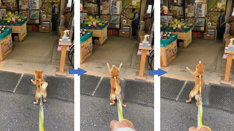 青果店のおっちゃんを呼ぶマメちゃん