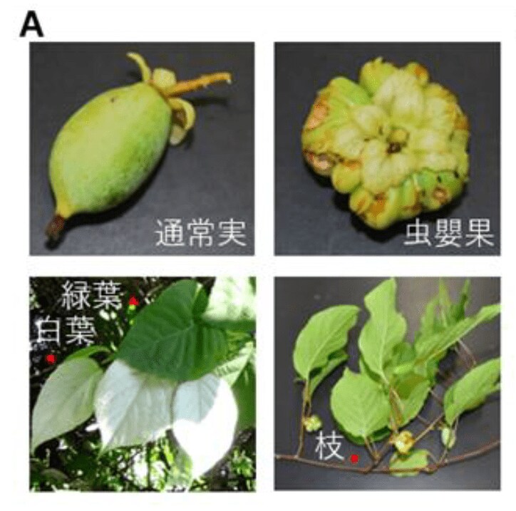 マタタビの実など（出典:岩手大学）