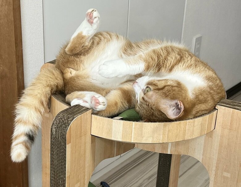 爪研ぎタワーの上でゴロゴロ