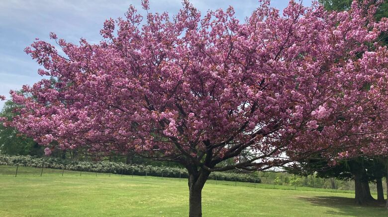 「嵐の桜」と名づけられた八重桜