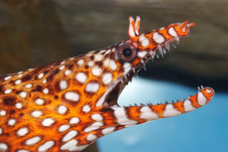 トラウツボ（提供：すさみ町立エビとカニの水族館）