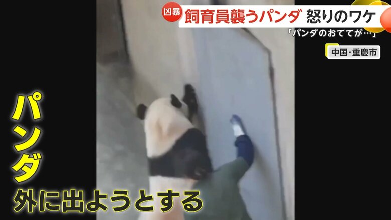 右前足をドアに挟まれ攻撃的になったか