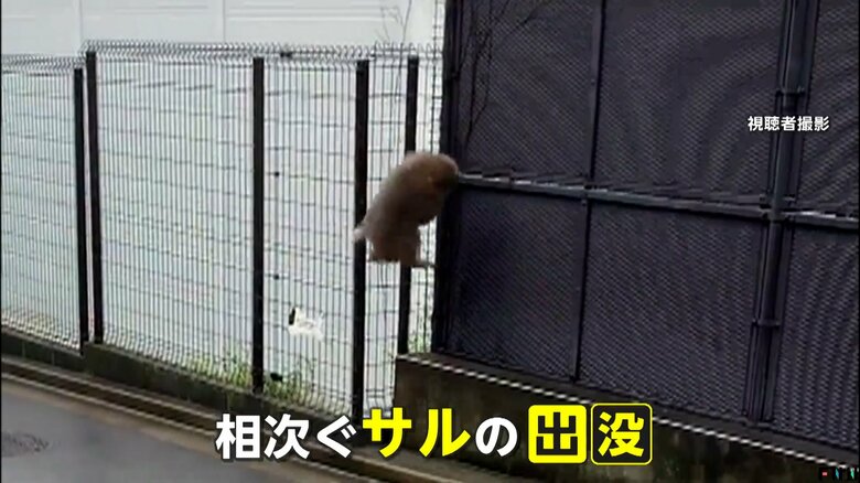 フェンスを登るサル