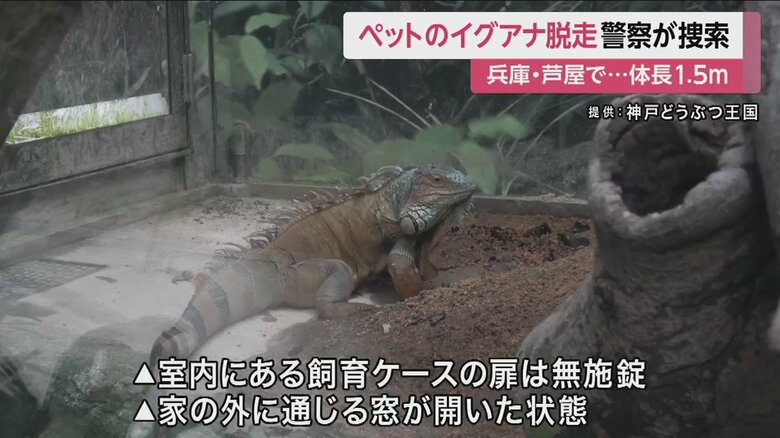 ※グリーンイグアナ。当該の、逃げたイグアナではありません。