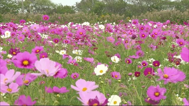 佐賀空港のコスモス園 見頃迎える