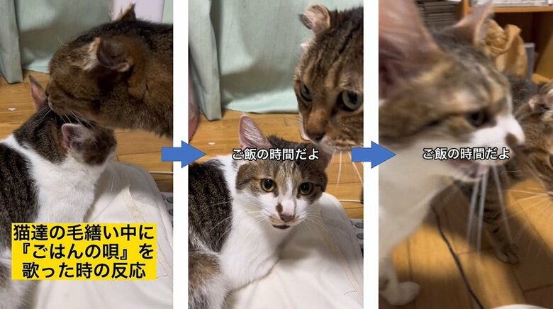 毛づくろい中でも“ごはんの唄”が聞こえれば、すぐさま反応