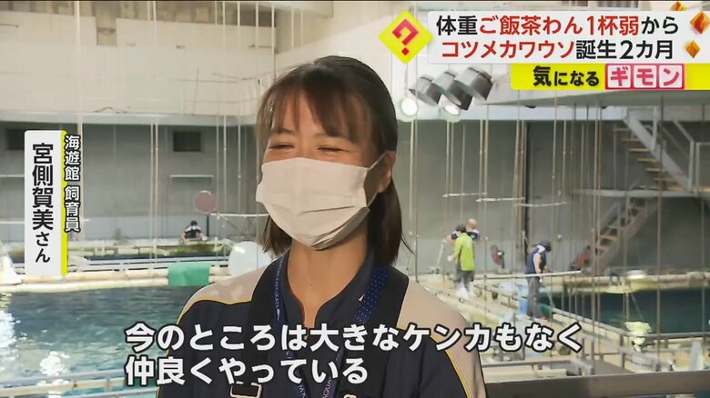 コツメカワウソの成長について話す海遊館飼育員・宮側賀美さん