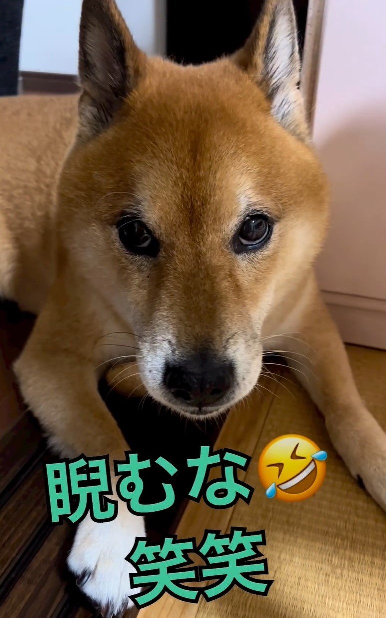 散歩と分かり、飼い主さんをにらむ