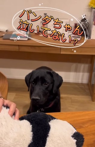 困った表情のハンナちゃん