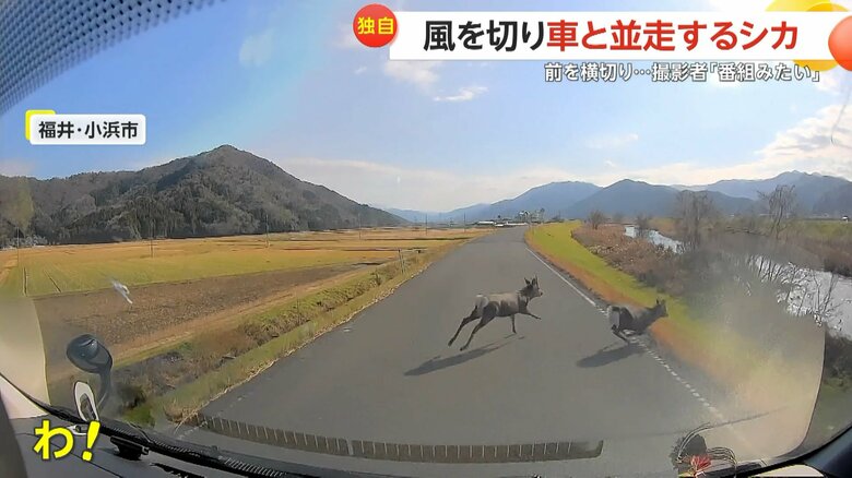 田園地帯を走るシカが道路の近づき、車の前を横切る一部始終（6）