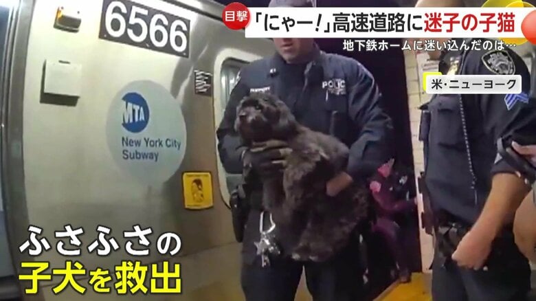 駅のホームで見つかった迷い犬（NYPD）