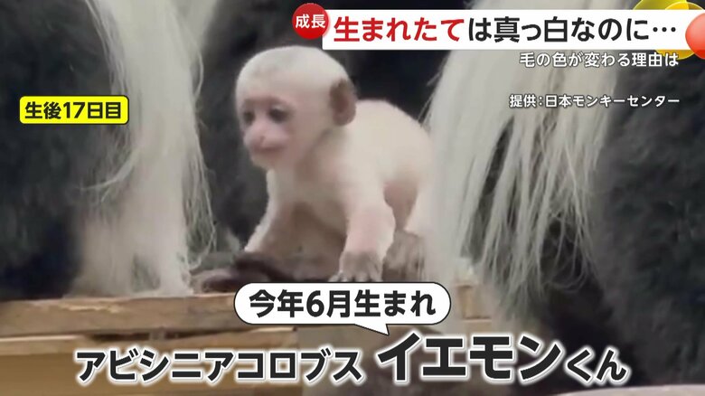 生後17日目のイエモンくん