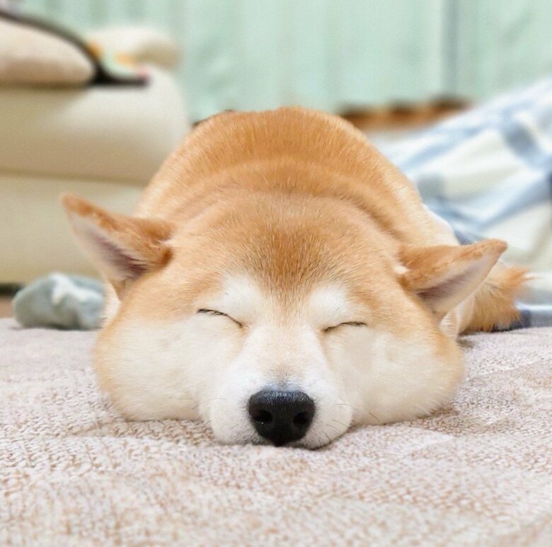 提供：柴犬チャーミーさん