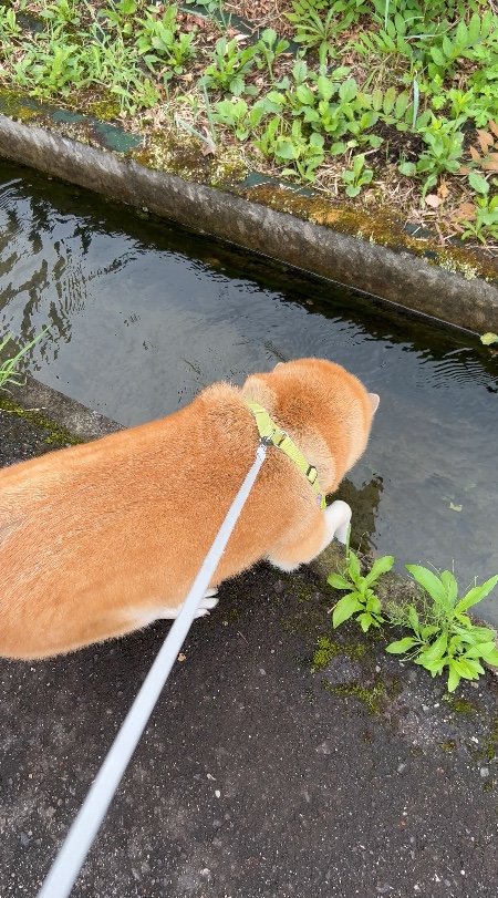 提供：柴リアンハスキーもちごめ兄弟さん