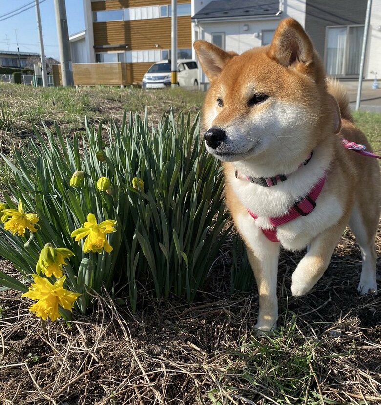 足が汚れるのが嫌な様子