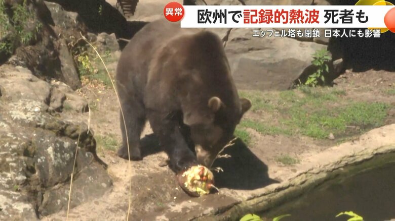 凍ったエサを満足そうに食べるドイツの動物園のクマ