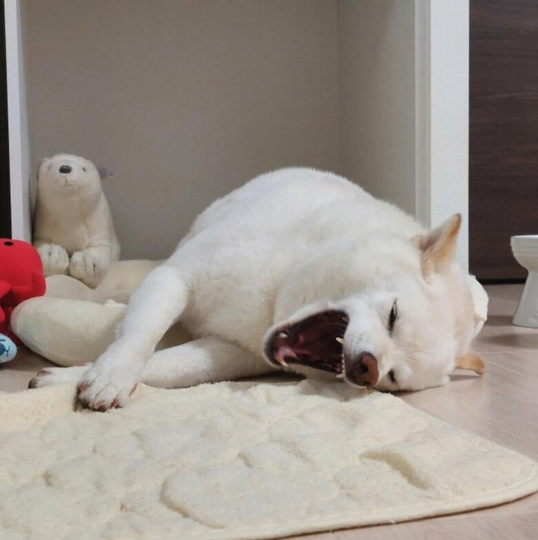 提供： kinako_kinakoさん