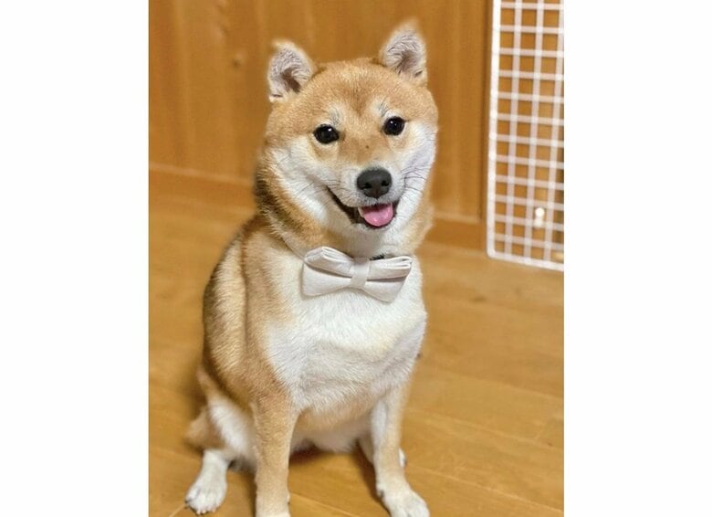 むぎちゃん（提供：shiba_mugi_さん）
