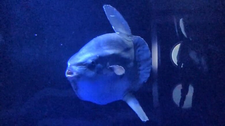 泳ぐマンボウ（提供：サンシャイン水族館）