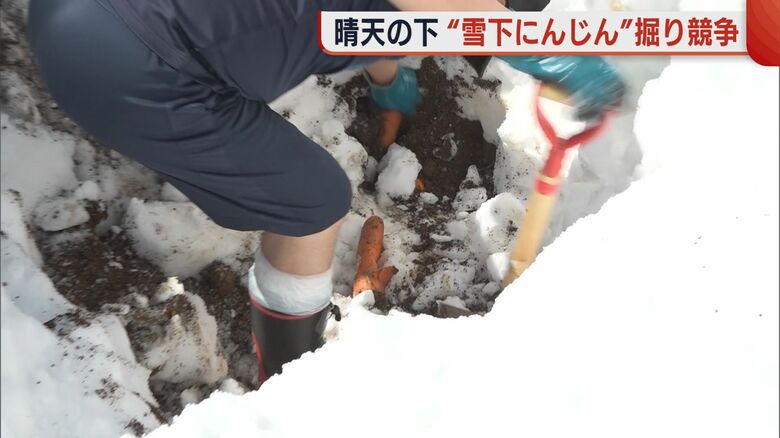 雪の下から「ニンジン」が！