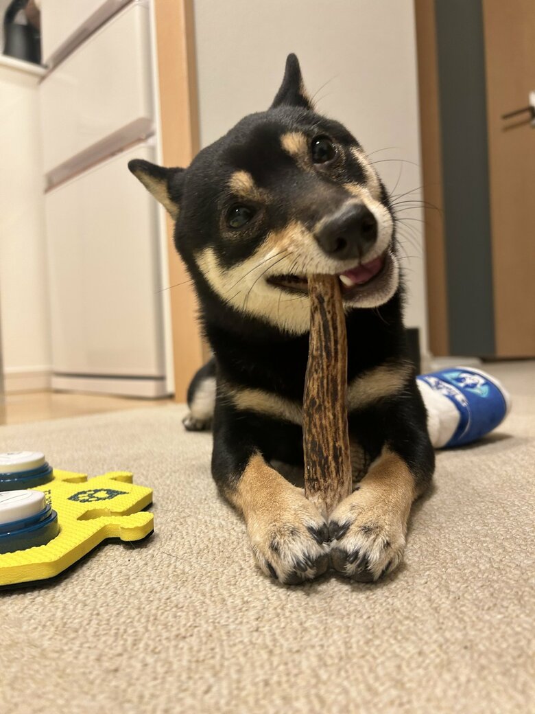 提供：豆柴ごま娘さん