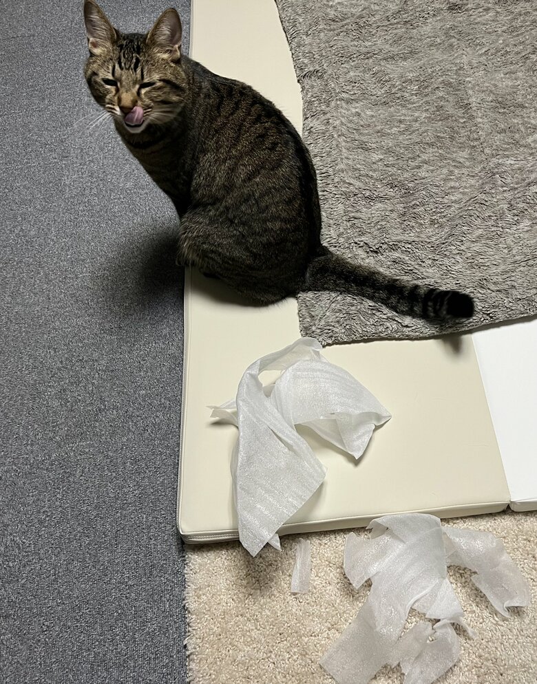 梱包シートでも遊んじゃう