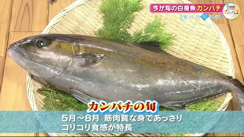 カンパチの「旬」