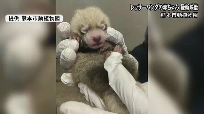 生まれて間もない頃の杏香（提供 熊本市動植物園）