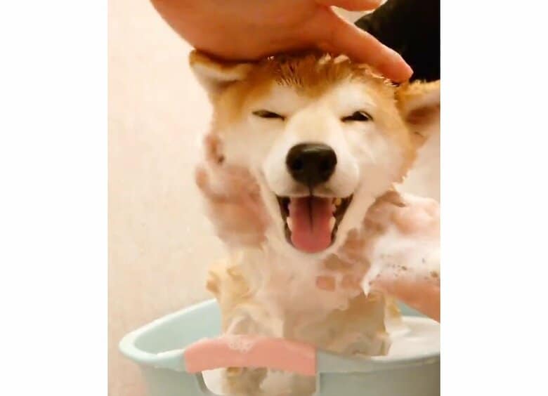 シャンプー中（提供：柴犬チャーミーさん）