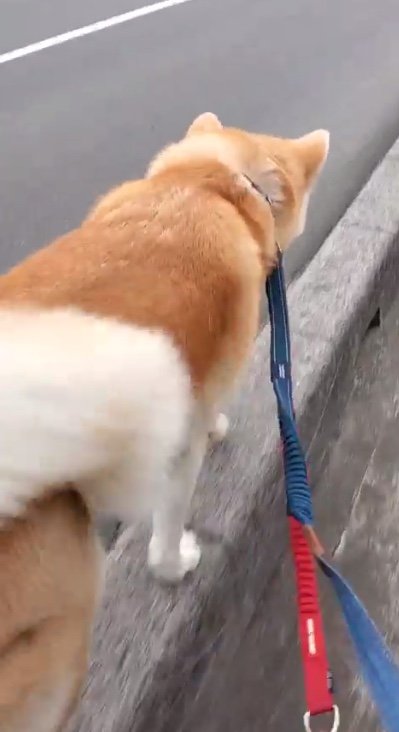 散歩の様子（提供：秋田犬 杏(あん)と蓮(れん)さん）