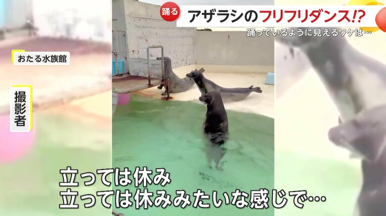 「常に立っているみたいで立っては休み、立っては休みみたいな感じで…」と話していた撮影者