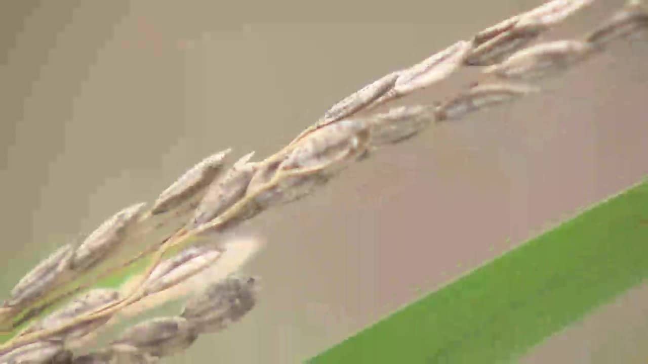 水不足がコメ収量に影響　品質への不安も　生産者「稲穂が白く実が入っていない」…概算金引き上げも複雑な心境　岩手県花巻市　