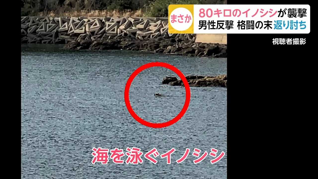 釣り男性が80キロのイノシシに襲撃されるも 格闘の末にまさかの返り討ち