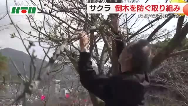 桜の名所でも”高齢化”進む… 地域住民が倒木防止へパトロール「毎日、散歩に来た時に見て回る