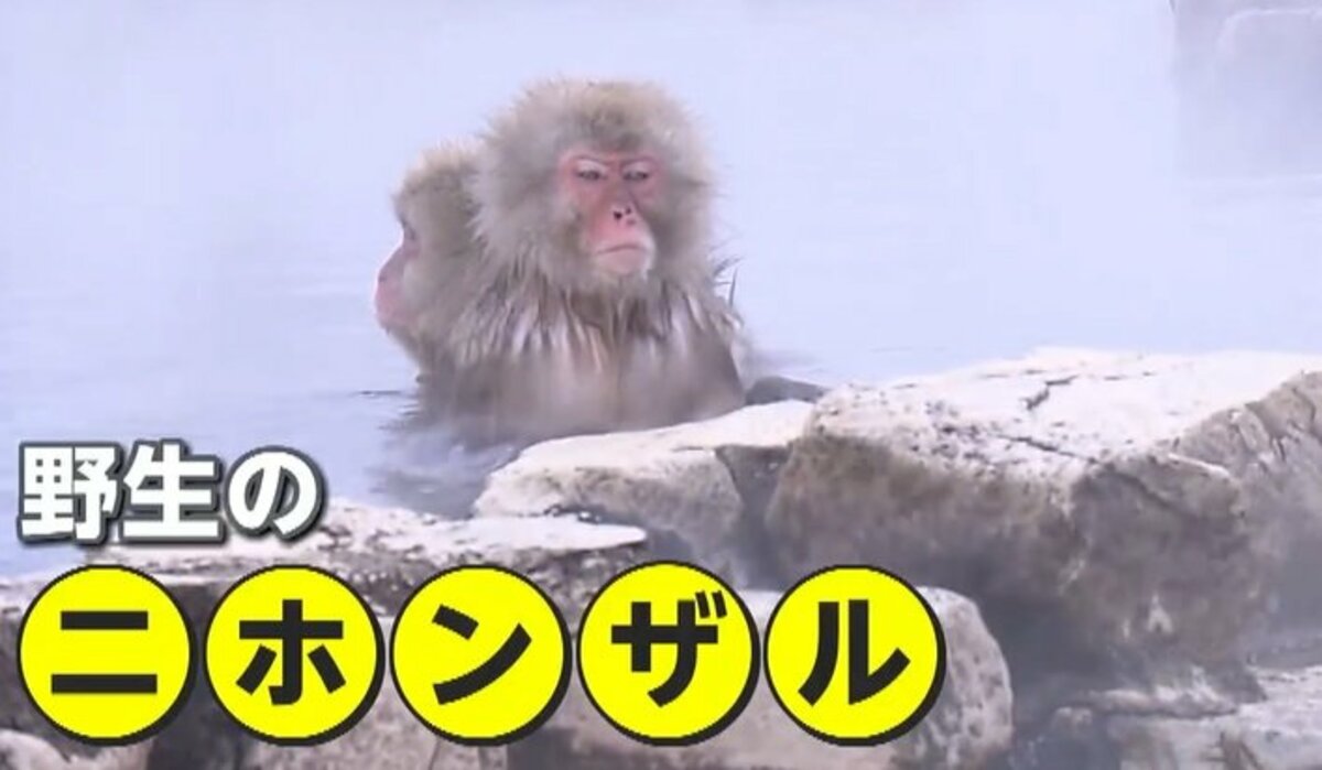 うっとりしてる」温泉に野生のニホンザル…世界でも珍しい場所に多くの