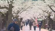淡いピンクの花が宿場町の面影残る建物に反射する光景も…県北の新庄村で「がいせん桜」が満開【岡山】