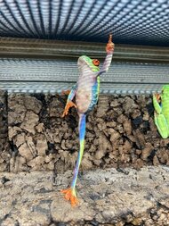 「偶然とはいえキマりすぎだろ！」カエルの決めポーズが映画の有名シーンみたい…飼い主に状況を聞いた