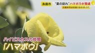 夏の訪れ 絶滅危惧の“一日花” 希少なハマボウ群落 川沿い1.7キロに730本が自生 7月末頃まで見頃 【福岡発】