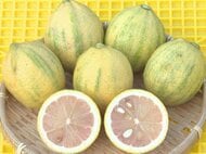 爽やかな香り漂う…果肉がピンク色のレモン『ピンクレモネード』の収穫作業 三重県紀北町の農園で100本ほど栽培