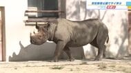 絶滅危惧のサイについて学ぶイベントに開園前から長い列が　オリジナル缶バッジ配布も　安佐動物公園　広島