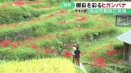 “日本の棚田百選”にも選ばれた丸山千枚田でヒガンバナが見頃 地元の農家が30年程前から大切に育てる