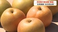呉羽梨に新顔「香麗」登場　幸水より2週間早く味わえる新品種　サクサク食感と豊かな香りが魅力
