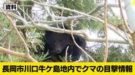 【クマ目撃情報】新潟・長岡市でクマ1頭を目撃　目撃場所の周辺には交通量の多い道路も　小千谷署が警戒活動