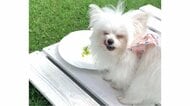 結婚式に参加して「犬、人生初のコース料理を頂く」…美味しそうに食べる表情が幸せそう