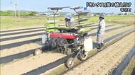 苓北町で『冬レタス』の苗の植え付け【熊本】