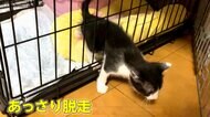 【▶動画で見る】諦めず何度も…ケージの隙間から脱出する元気いっぱいの子ネコ　必死に外に出ようとするお目当ては…大好きなモフモフ犬！