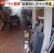 従業員に次々突進！“牛襲撃”の一部始終　逃げ回り転倒…間一髪で衝突免れる人も　トルコ