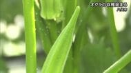 八代市でオクラの収穫始まる【熊本】