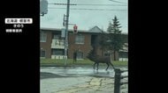 シカが角で車を“攻撃”　住宅街でも居座り 北海道でシカの目撃多発