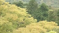 冬型の気圧配置で山陰地方も11月中旬並み初冬の寒さに 紅葉名所の大山では木々が色づき始める(鳥取)